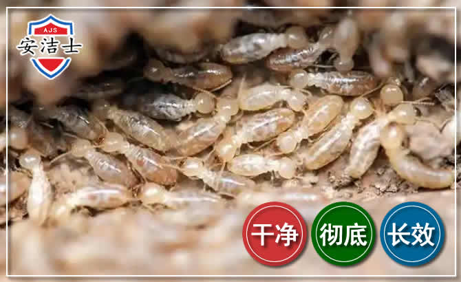 海宁白蚁防治
