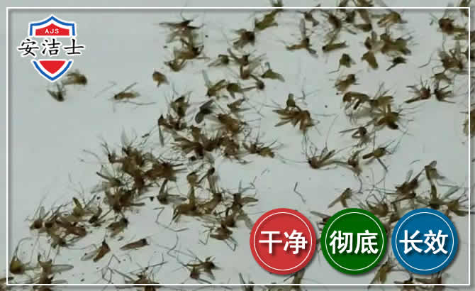 海宁苍蝇防治-灭蝇