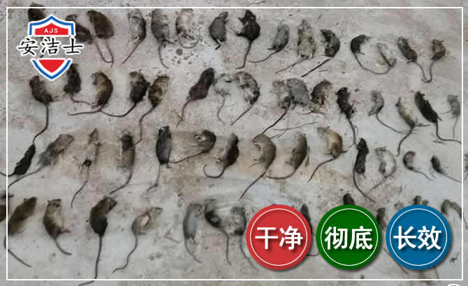 海宁鼠害防治-灭鼠